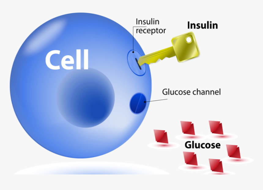 The Relationship Between Insulin Resistance And Lipids - Insulin Glucose Cell Key, HD Png Download