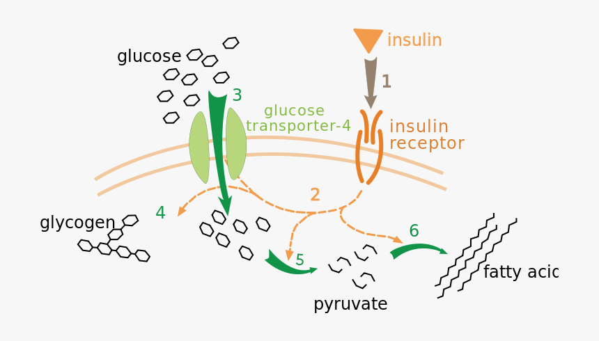 Insulin Glucose Metabolism Zp - Process Of Insulin And Glucose, HD Png Download