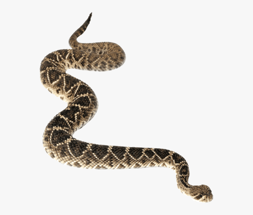 Western Diamondback Rattlesnake Eastern Diamondback - Rattlesnake Png, Transparent Png