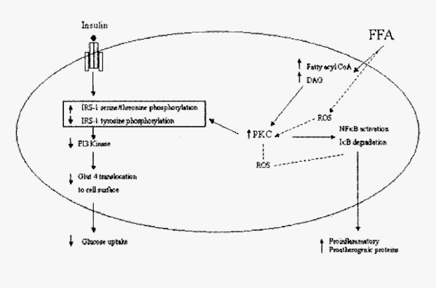 Potential Mechanism Of Ffa On Insulin Resistance And - Ffa Insulin Resistance Mechanism, HD Png Download