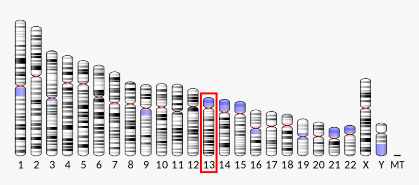 Chromosome 9, HD Png Download