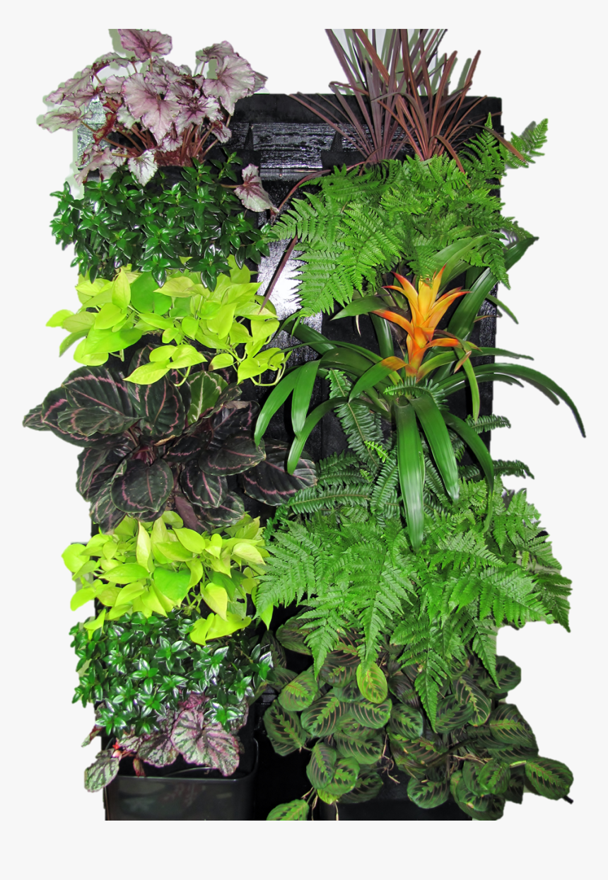 Transparent Vertical Garden Png - Vertical Garden Plants Png, Png Download