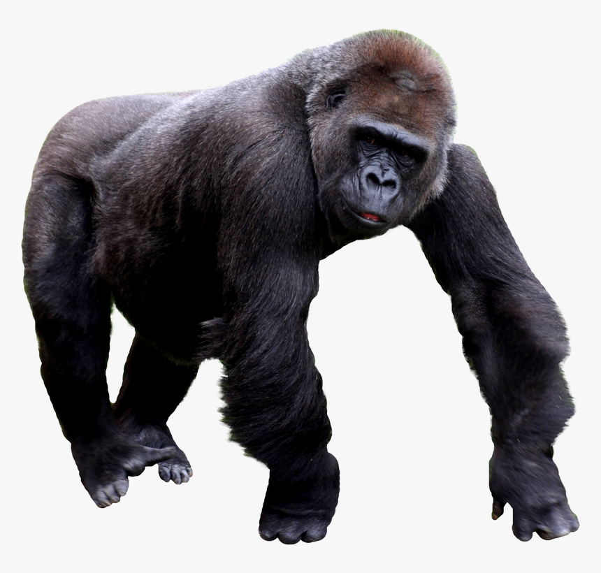 Gorilla Png, Transparent Png