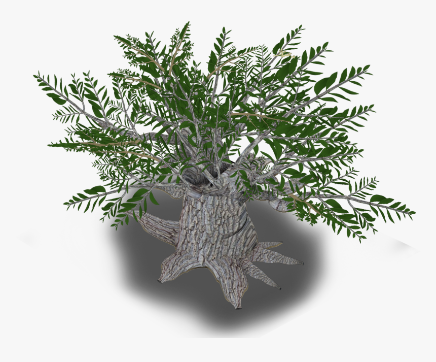 Iran Olive Tree Plant Western Asia - Christmas Tree, HD Png Download