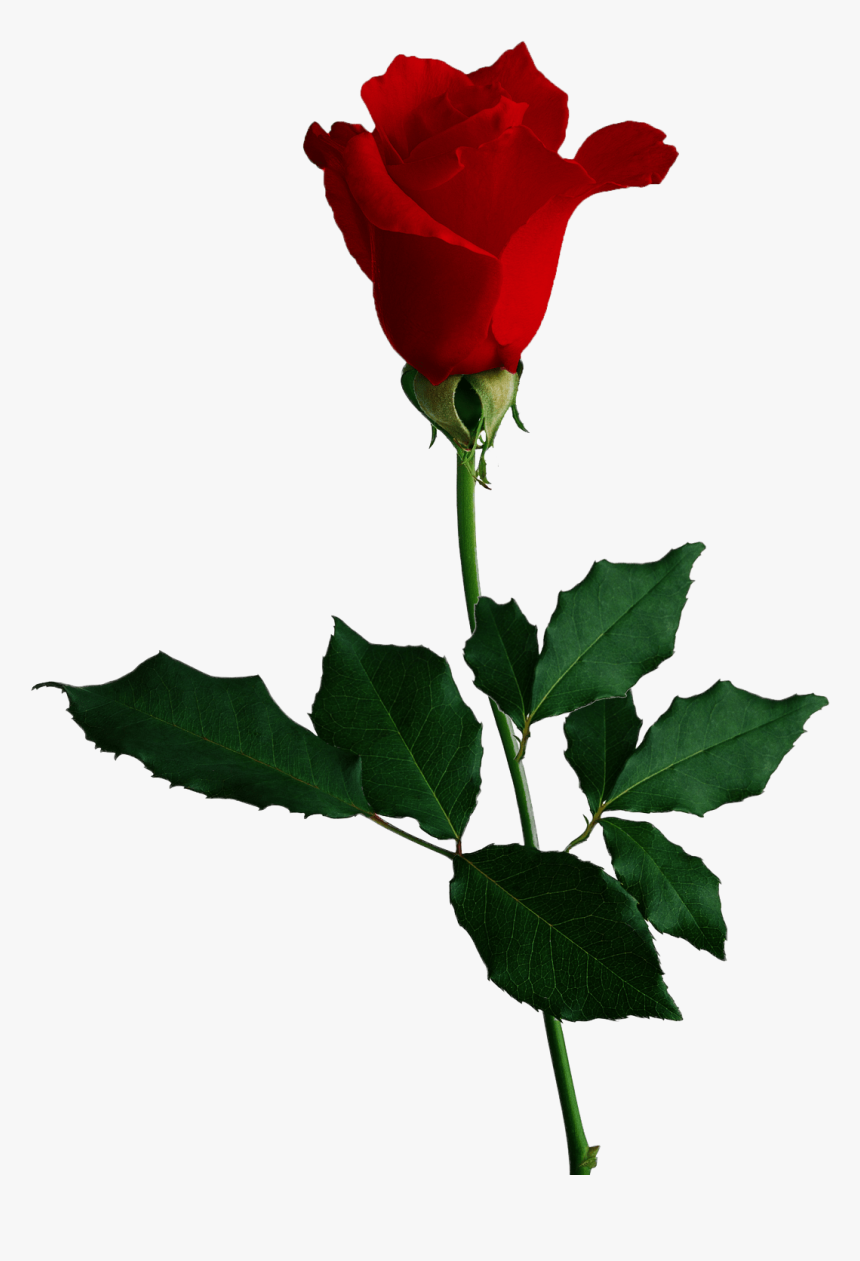 Red Rose Transparent Image Flower Red Rose No Background, HD Png