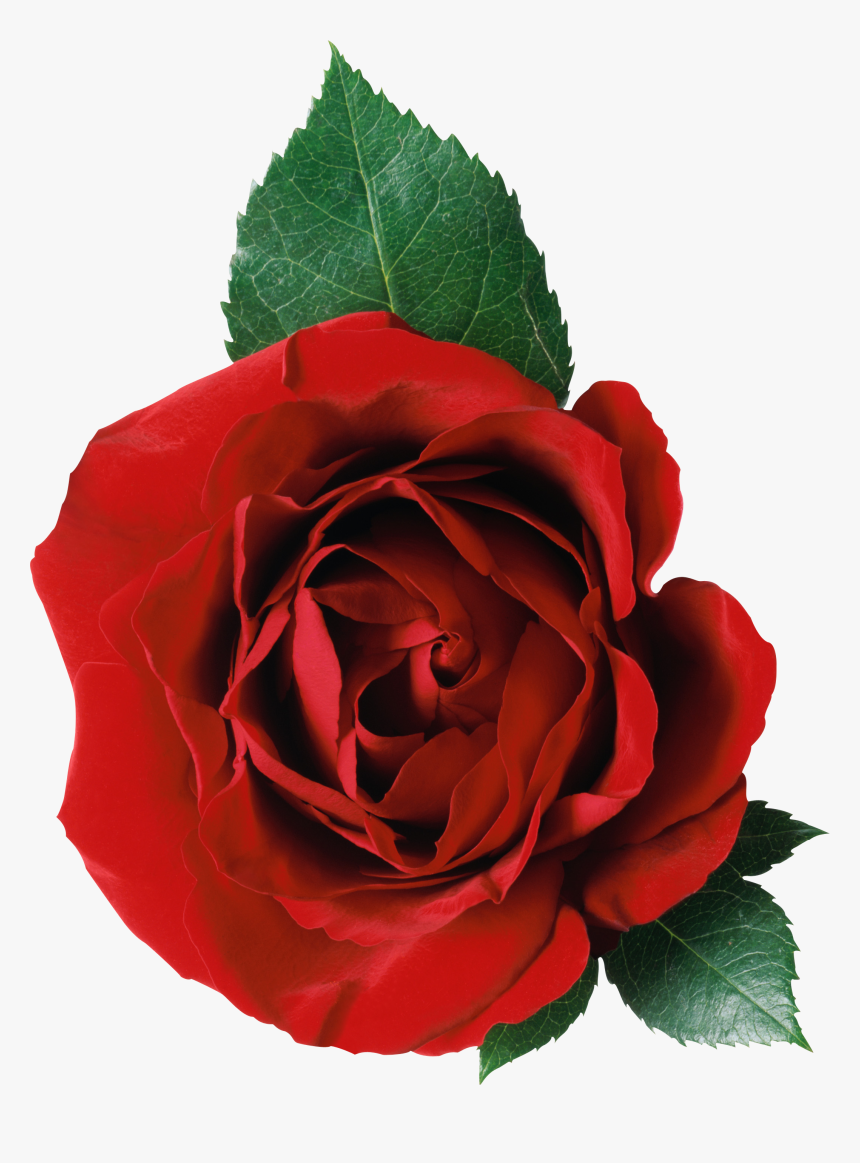 Rose Leaf Transparent Background, HD Png Download