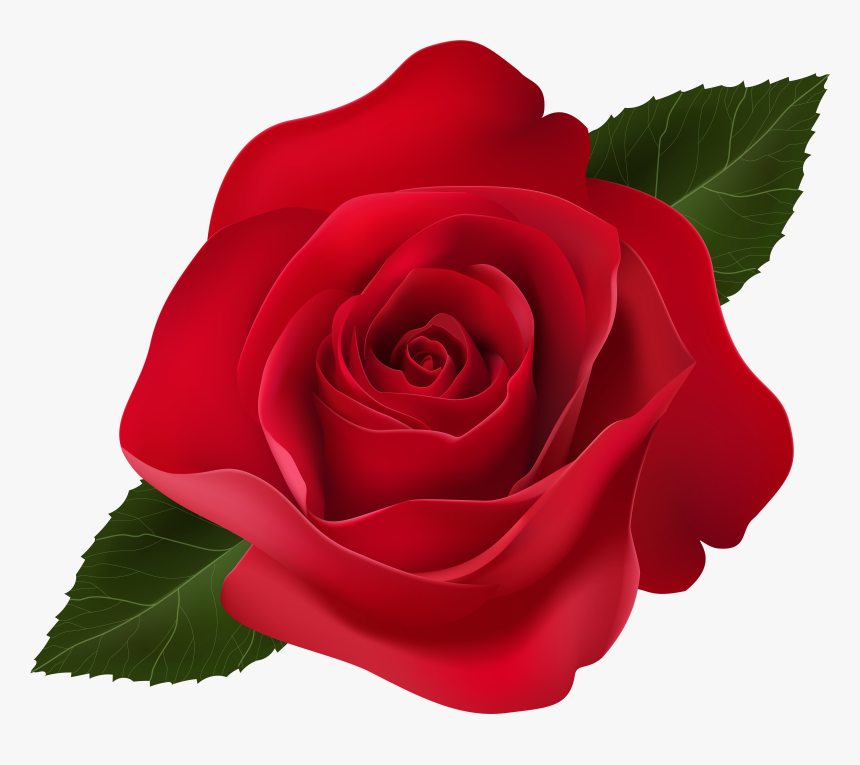 Red Rose Clip Art Png Image , Png Download, Transparent Png