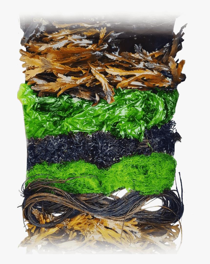 Who Are We Danish Seaweed - Gim, HD Png Download