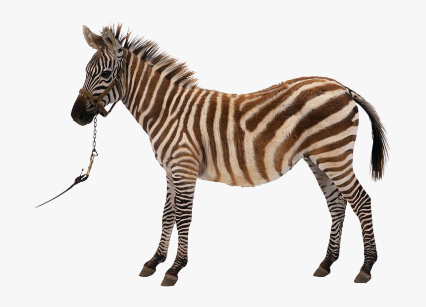 Zebra Silhouette Royalty-free Clip Art - Kiss Clipart Download Png Clipart Elephant Felidae, Transparent Png