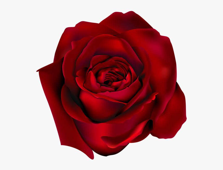 Rose Png - Red Rose, Transparent Png , Transparent Png Image - PNGitem