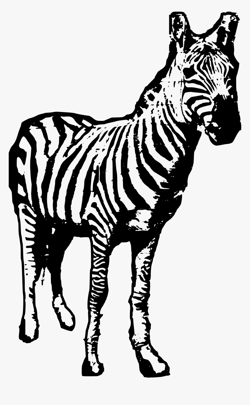 Zebra Facing Us Clip Arts - Ngụa Vằn Png, Transparent Png