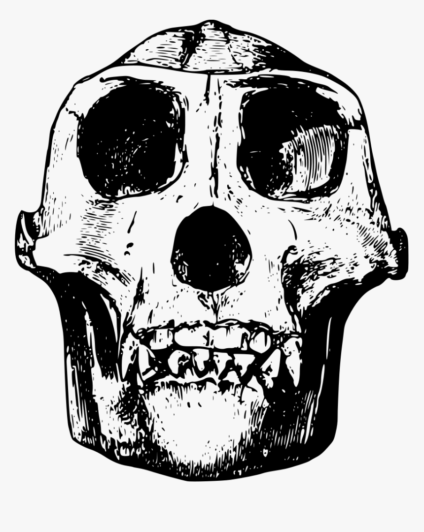 Gorilla Skull Clipart, HD Png Download