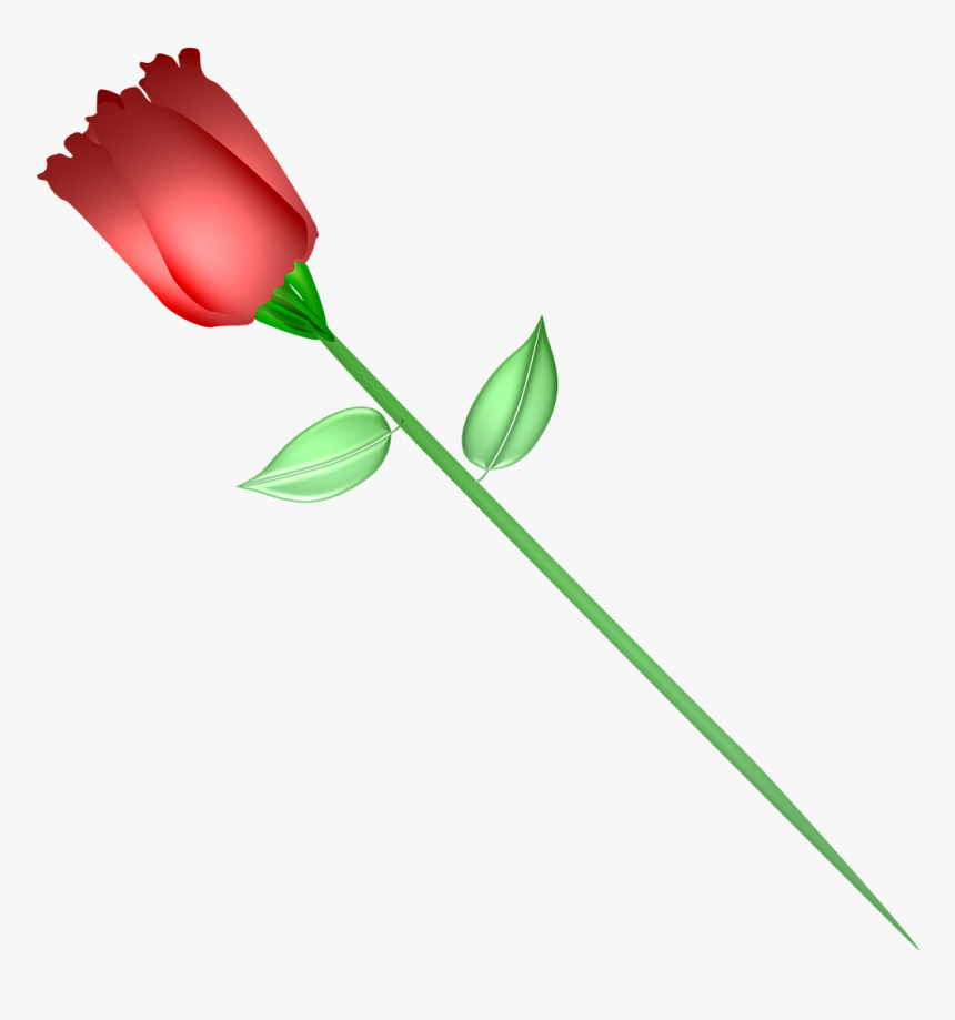Rose, HD Png Download