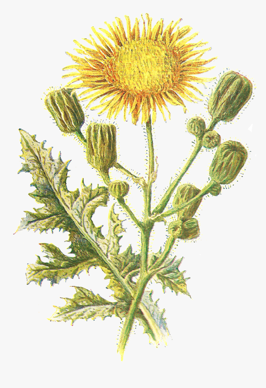 Sow Thistle Png, Transparent Png