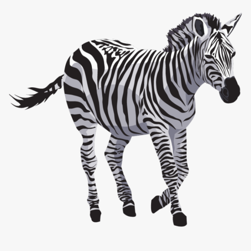 Zebra Png, Transparent Png