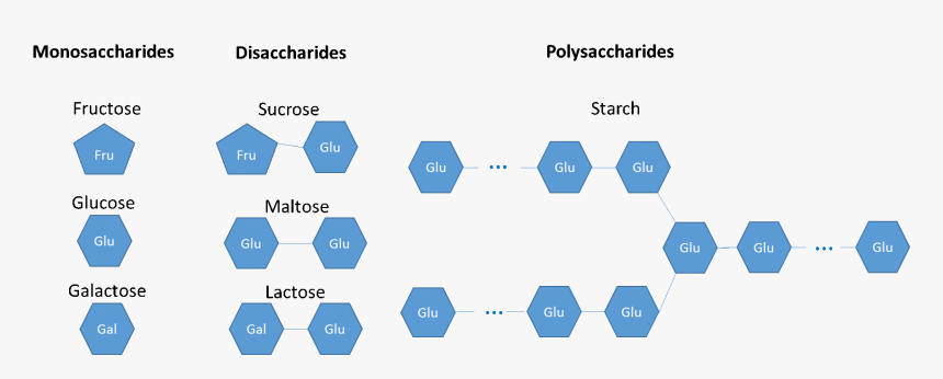 Monosaccharides Are Glucose, Fructose, Galactose - Polysaccharides Of Galactose, HD Png Download