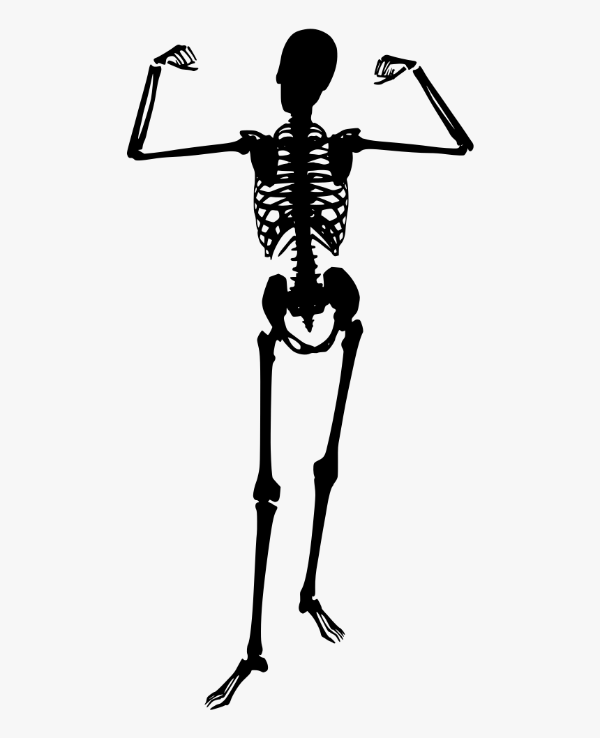 Skeleton Png, Transparent Png