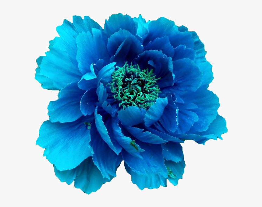 Clip Art Transparent Pretty Floral Universe - Flower Crown Transparent Blue, HD Png Download