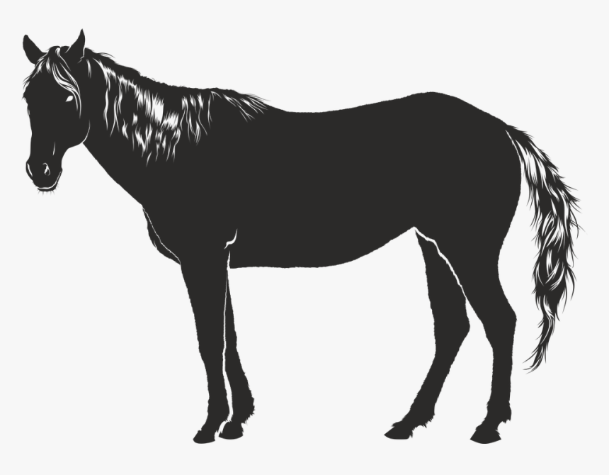 Horse, Black, Animal, Silhouette, Shadow - Cavalo Sombra Png, Transparent Png