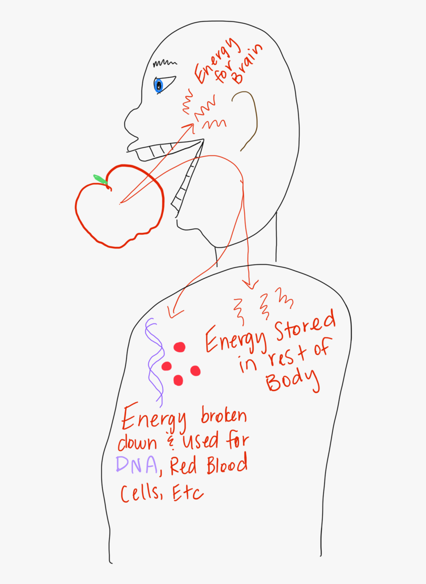 Img 0032 - Drawing, HD Png Download