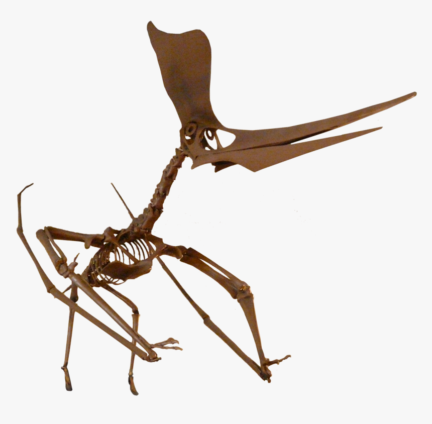 Pteranodon Fossil Png, Transparent Png