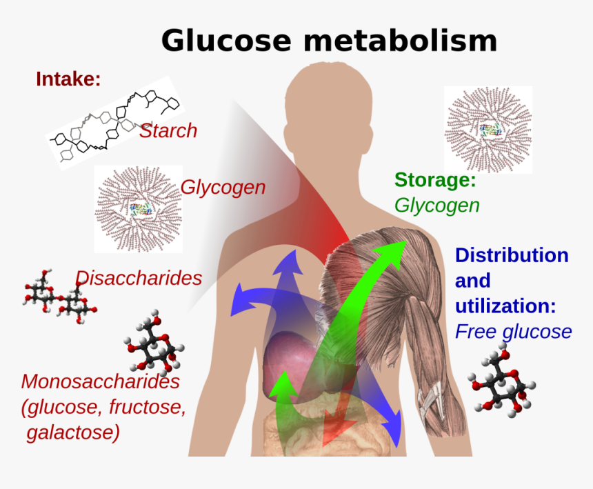 Glucose In Body, HD Png Download