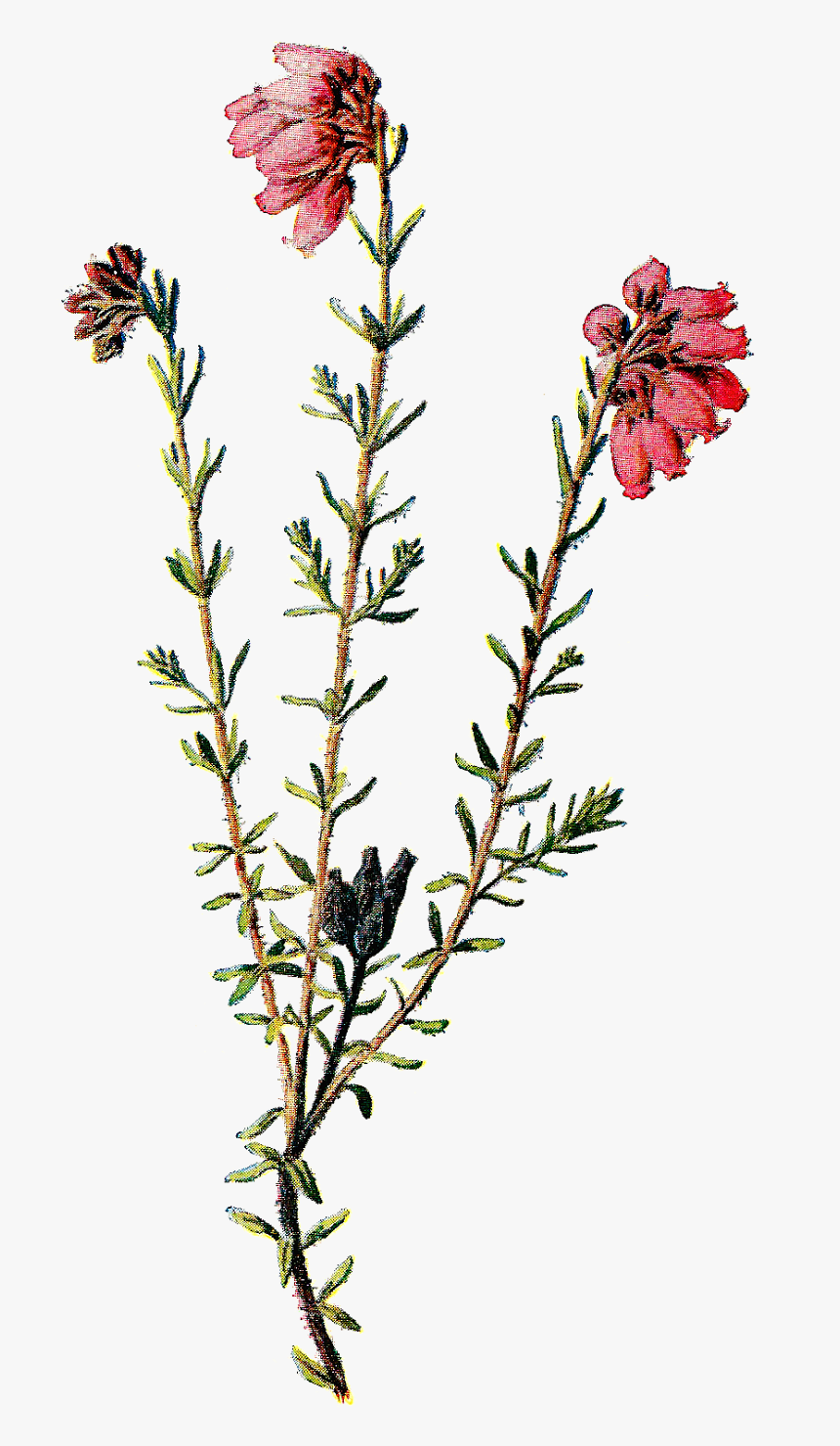 Wildflower Clipart Pretty - Transparent Background Wild Flowers Png, Png Download