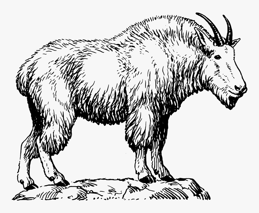 Goat Clipart Madden Mobile - Different Types Of Animal Fibres, HD Png Download