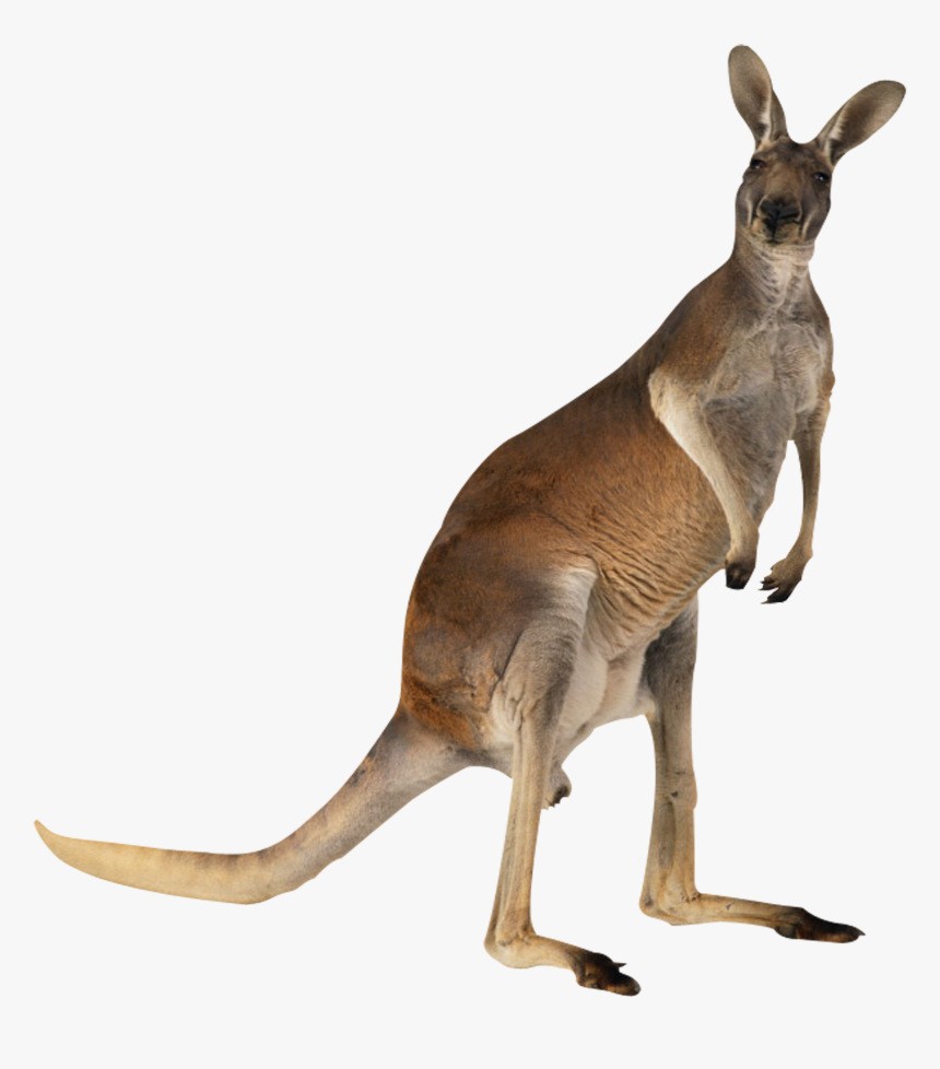 Kangaroo English Australian Meat Australian Australian - Kangaroo Png, Transparent Png