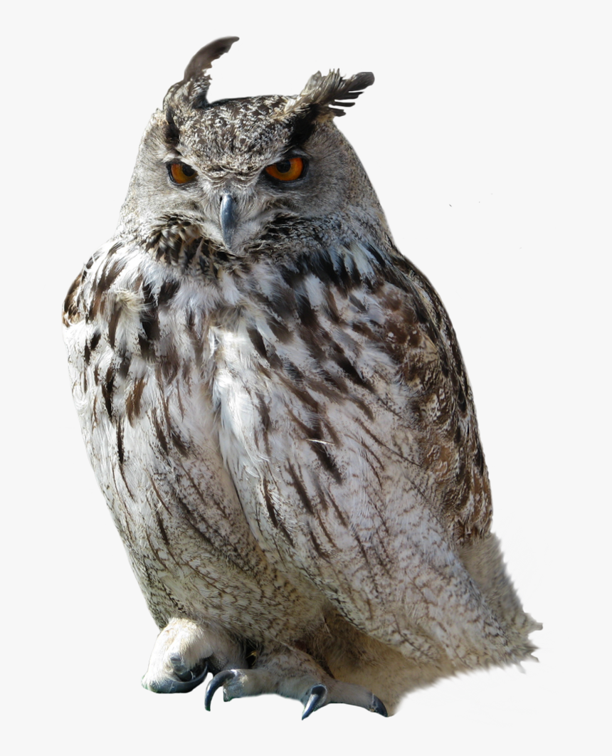 Download For Free Owls High Quality Png, Transparent Png