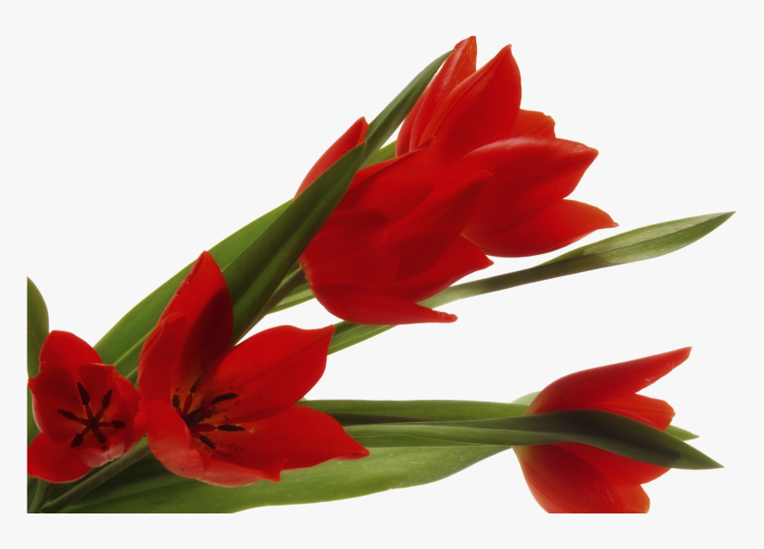 Flores Clipart , Png Download - حدیث برای روز دختر, Transparent Png