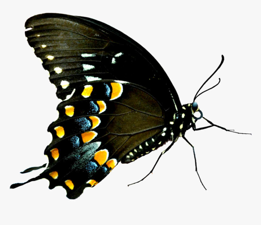 Butterflies Swarm Png, Transparent Png