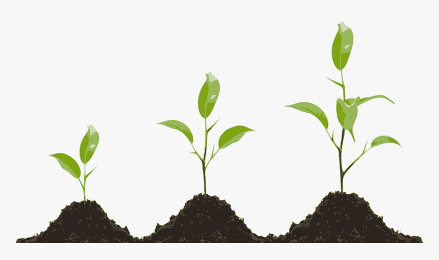 Plant Growth Png, Transparent Png