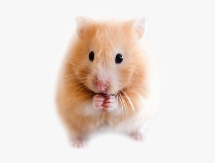 transparent hamster