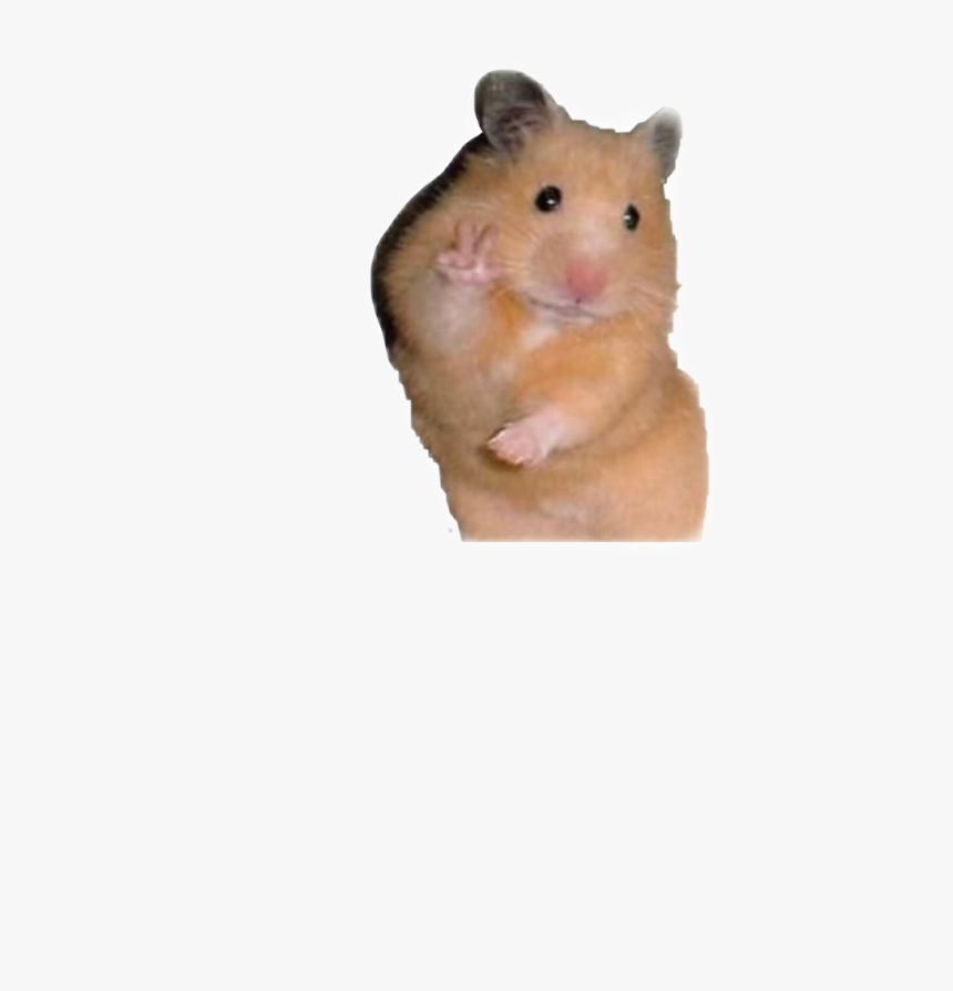Transparent Hamster Clipart Cute, HD Png Download