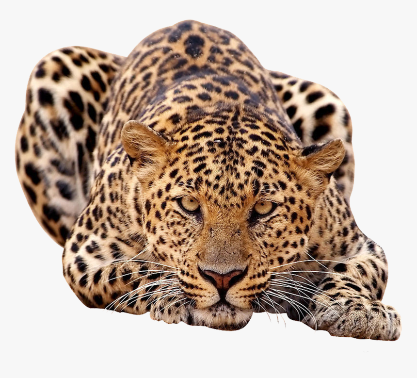 Leopard Clipart Amur Leopard, HD Png Download