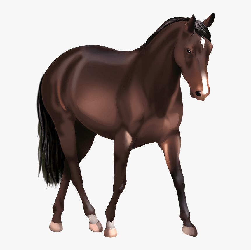 Australian Stock Horse Clipart, HD Png Download