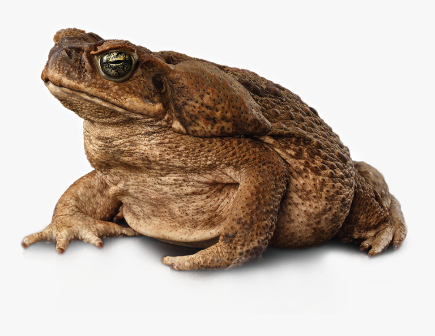 Toad Png, Transparent Png