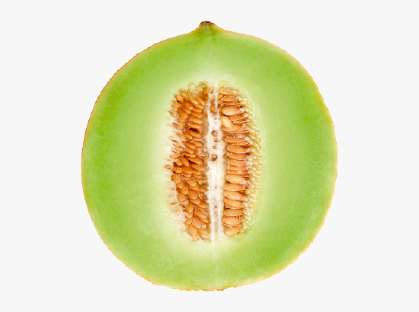 Дыня в разрезе рисунок