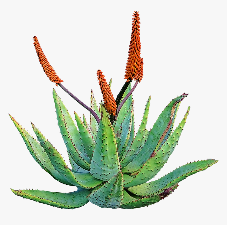 Siembra De Aloe Vera - Aloe Vera, HD Png Download