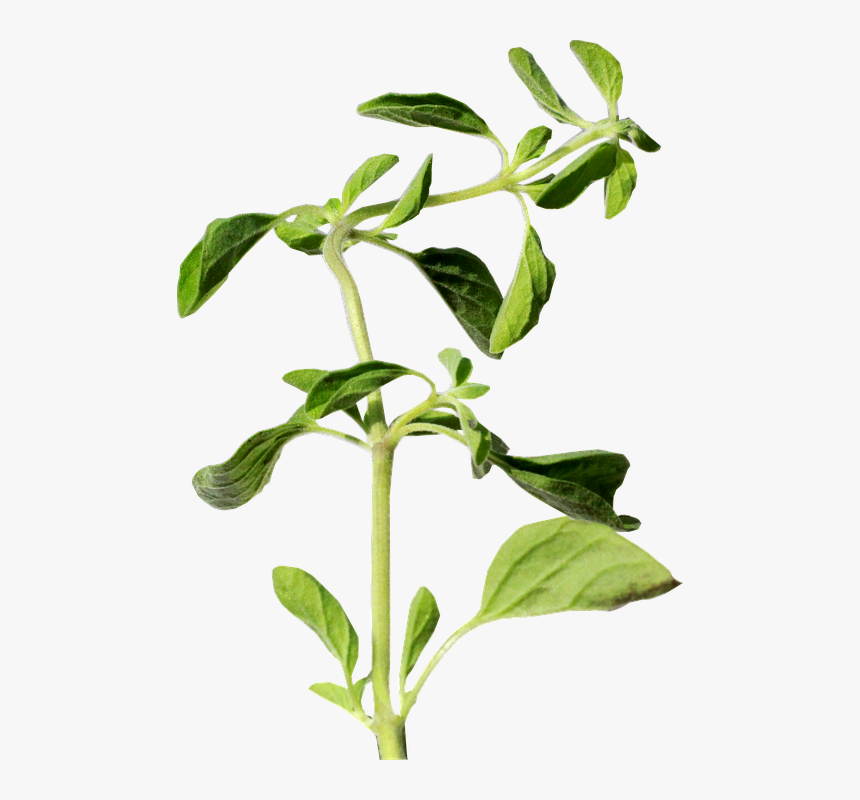 Transparent Hierba Png - Flower, Png Download