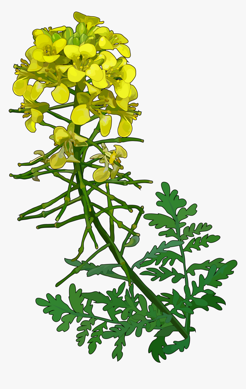 Flower,flowering Stem,tree,branch - Mustard, HD Png Download
