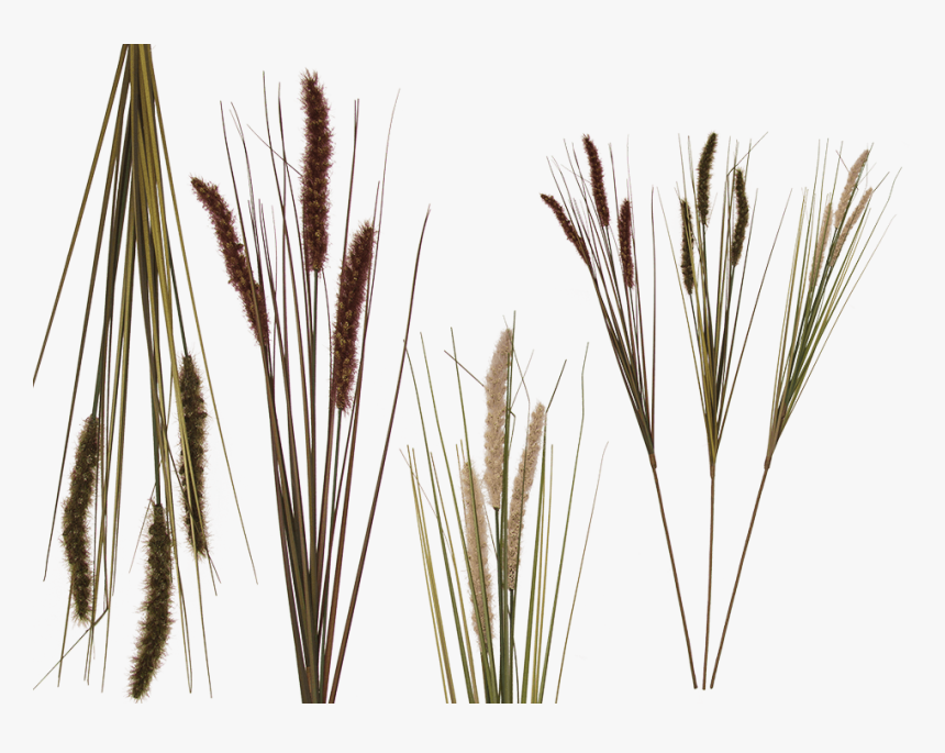 Fili D Erba Png, Transparent Png