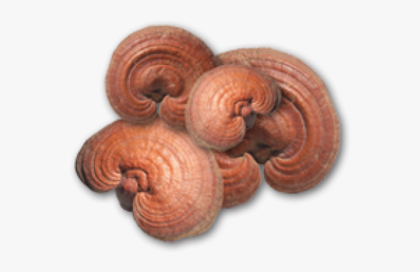 Reishi Mushroom Supplements - Lingzhi Mushroom Png, Transparent Png