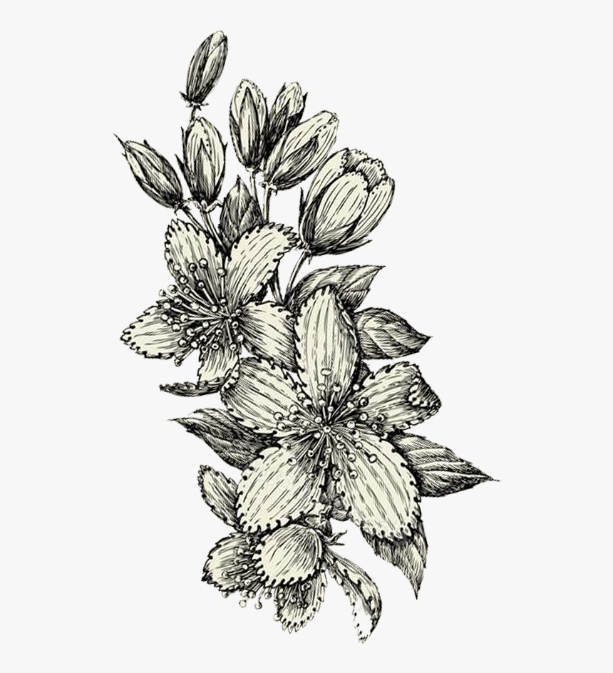 Sketch, HD Png Download