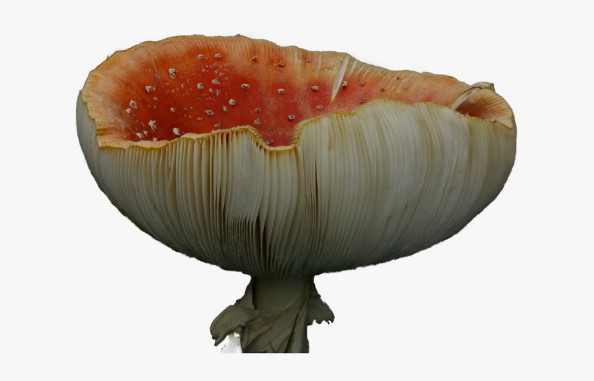 Red Mushroom Png, Transparent Png