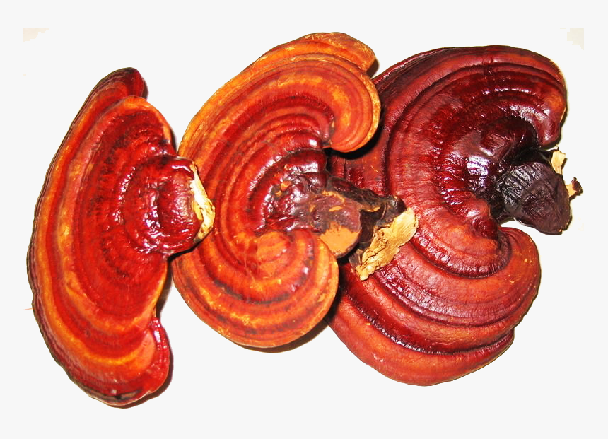 Mushroom For Immune System, HD Png Download