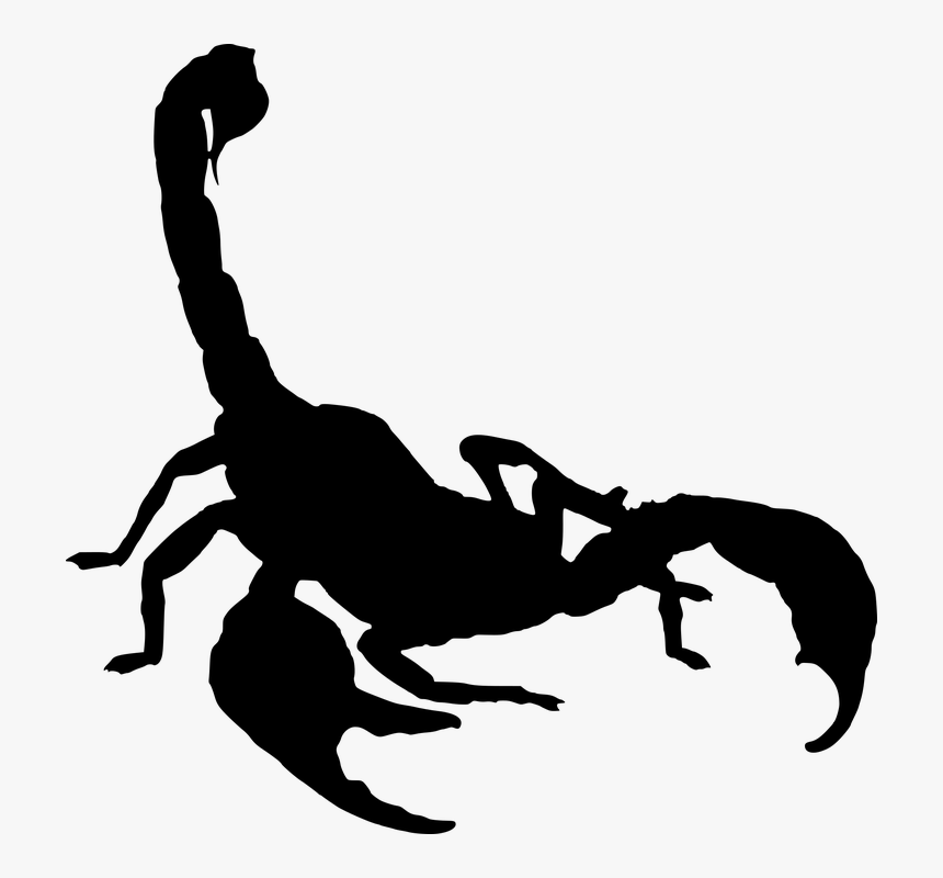 Silhouette, Scorpion, Isolated, Legs, Astrology, Fear - Scorpion Drawing, HD Png Download