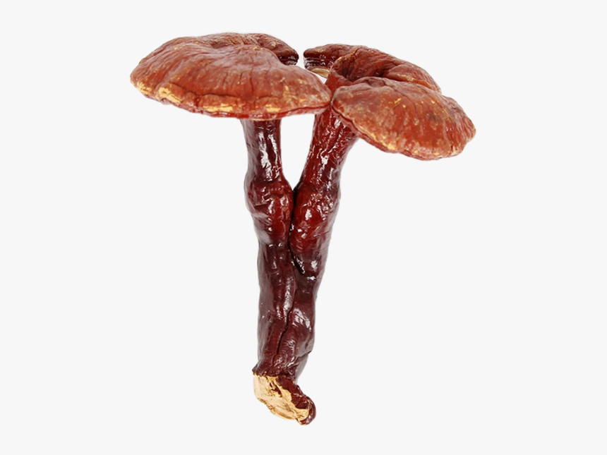 Lingzhi Mushroom, HD Png Download