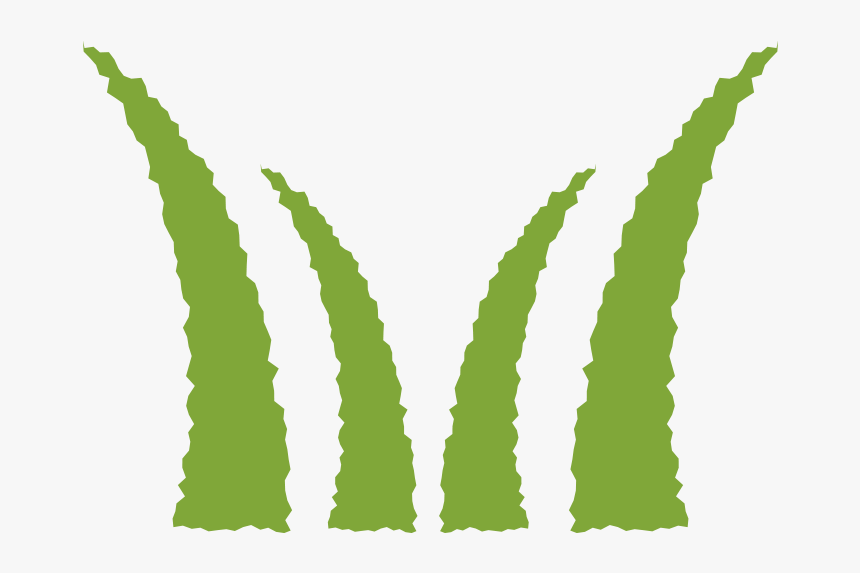 Agave, HD Png Download